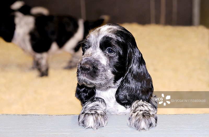 可爱的可卡犬幼犬图片素材
