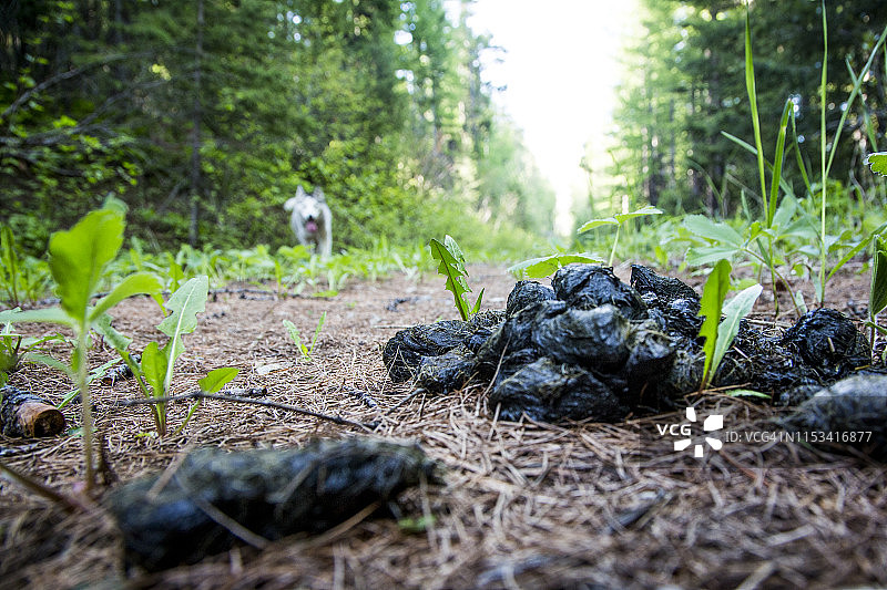 乡间小路上的熊粪与失焦的哈士奇狗图片素材