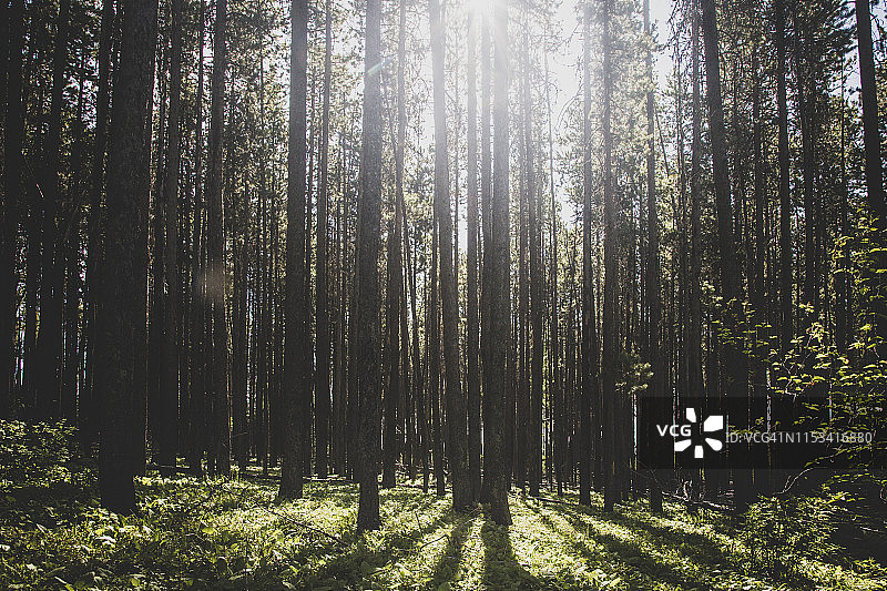 阳光穿过蒙大拿州西北部的扭叶松林图片素材