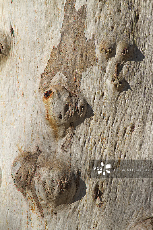 桉树皮图片素材
