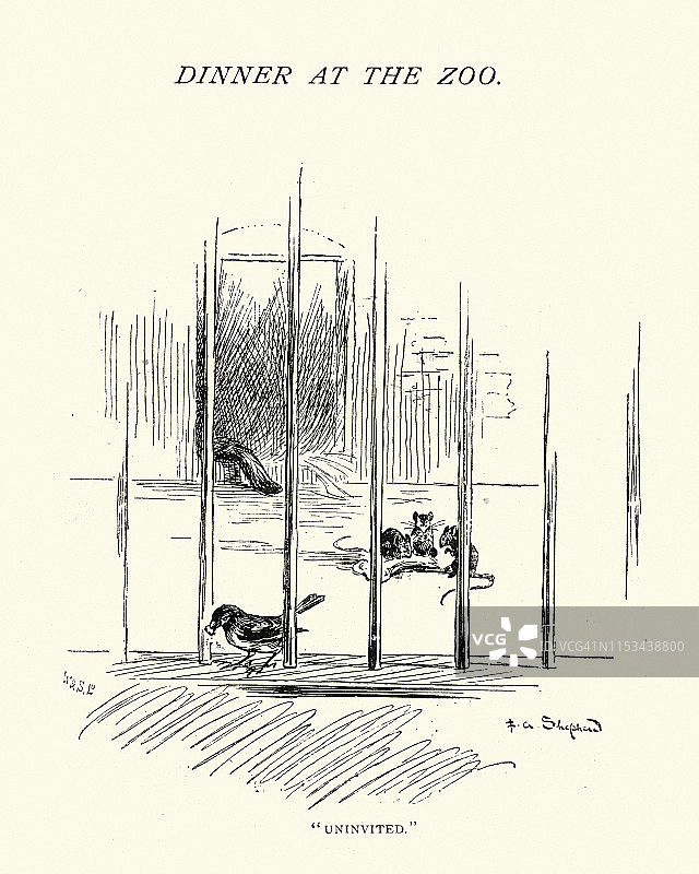 19世纪90年代伦敦动物园老鼠和鸟类从笼子里偷食物图片素材