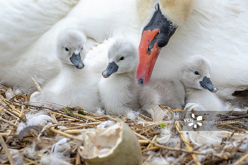 英国多塞特郡阿伯茨伯里天鹅保护区：新孵化的小天鹅图片素材