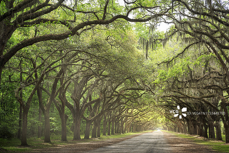 美国南方：栎树与西班牙藓图片素材