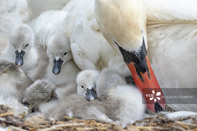英国多塞特郡阿伯茨伯里天鹅保护区：新孵化的小天鹅图片素材