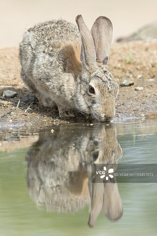 水中倒影与沙漠棉尾兔图片素材