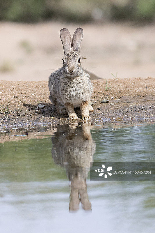 沙漠棉尾兔饮水及倒影图片素材