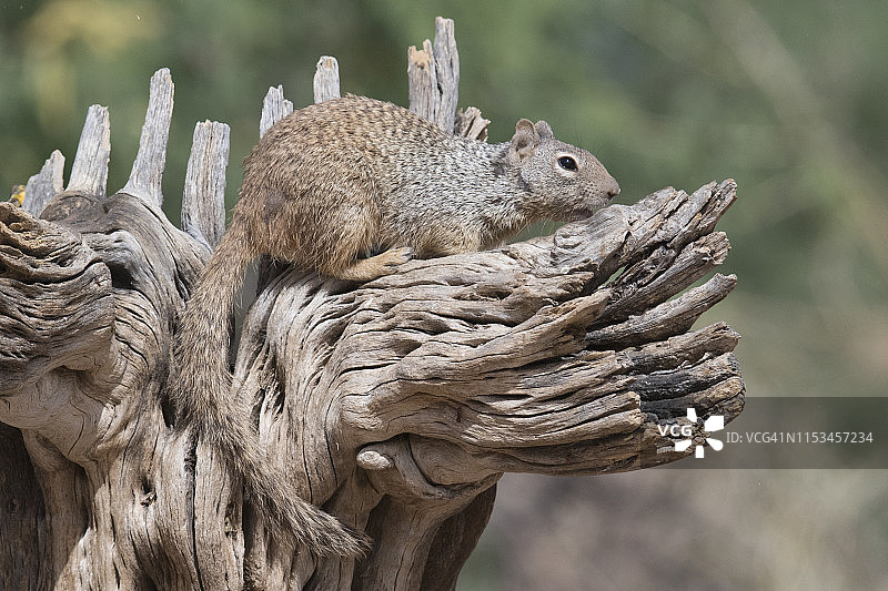 岩松鼠图片素材