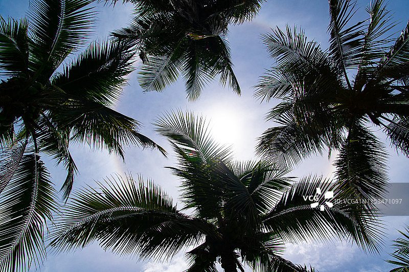 曼谷的光环与棕榈树图片素材