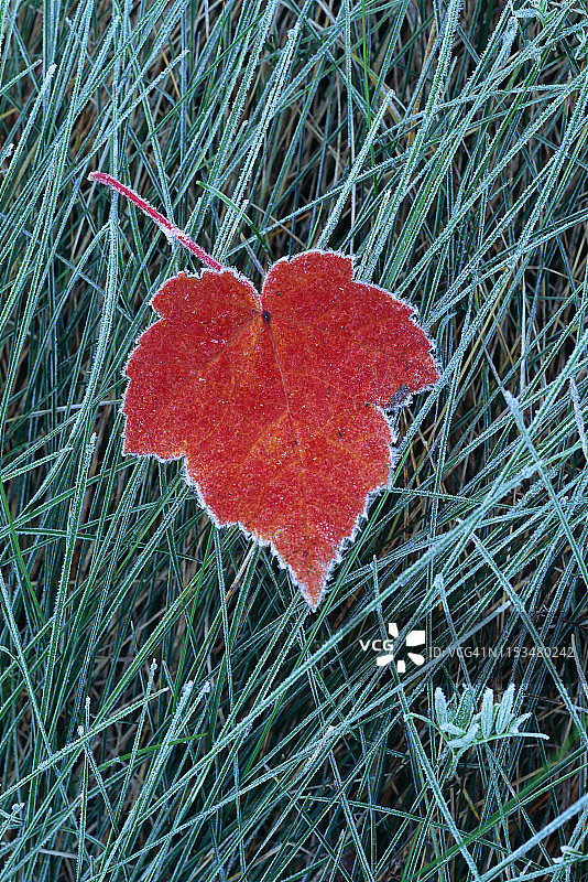 结霜草地上的红枫叶图片素材