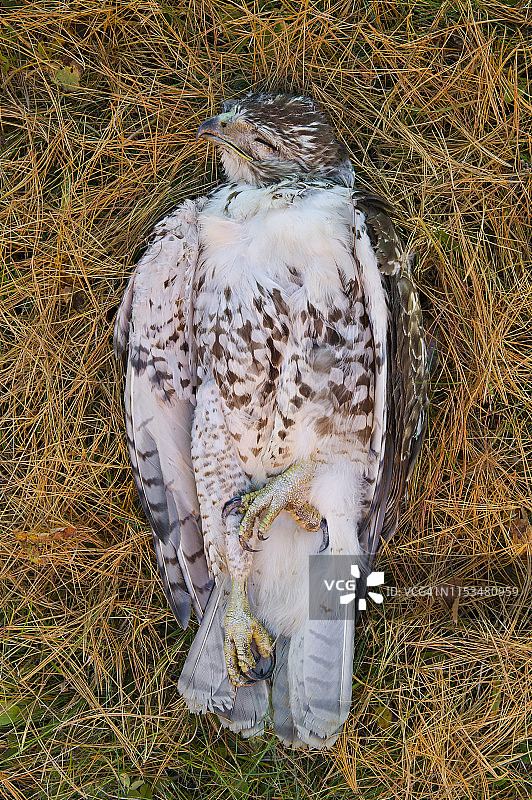 被车辆撞死的幼年红尾鹰图片素材