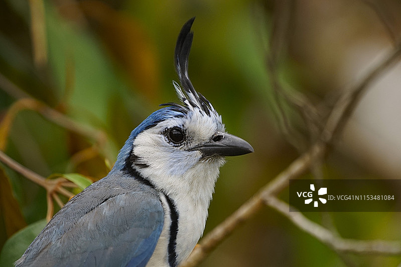 美丽的白面喜鹊栖息在哥斯达黎加阿雷纳尔火山国家公园图片素材