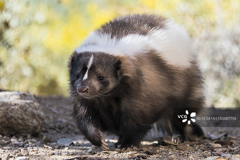 条纹臭鼬图片素材