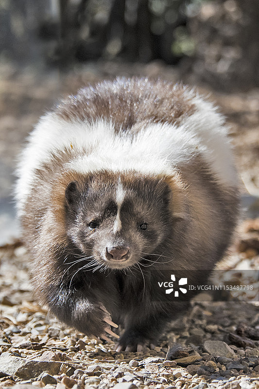 条纹臭鼬图片素材