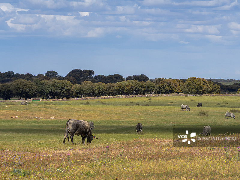 萨拉曼卡（西班牙）的牧场上，莫鲁查品种的牛群在吃草图片素材