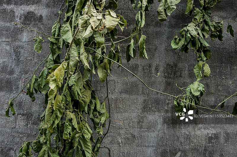 灰泥墙上枯萎的西番莲藤图片素材