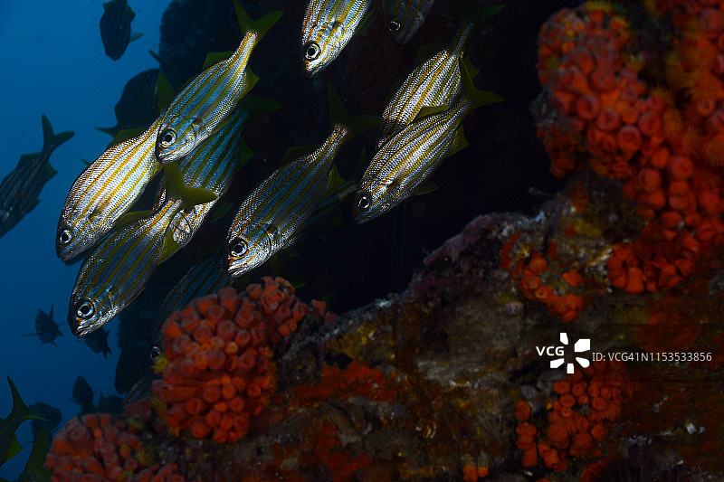 小口石鲈图片素材