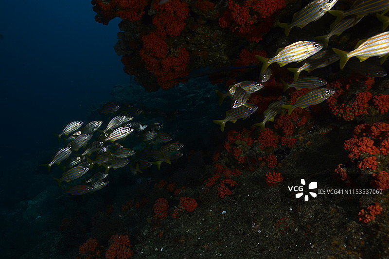 小口石鲈图片素材