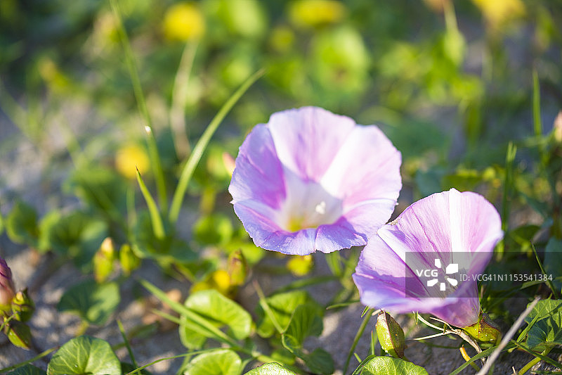 沙滩上盛开的海滨假旋花图片素材