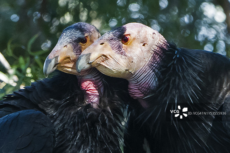 加州兀鹫图片素材