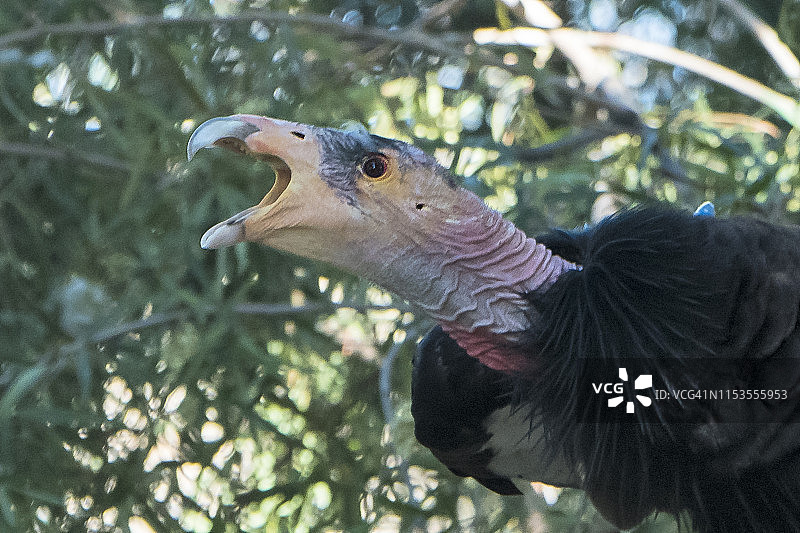 加州兀鹫图片素材