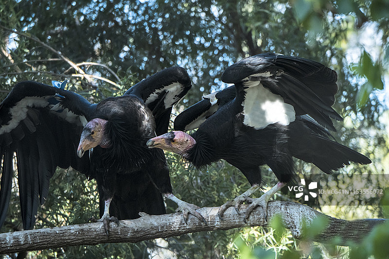 加州兀鹫图片素材