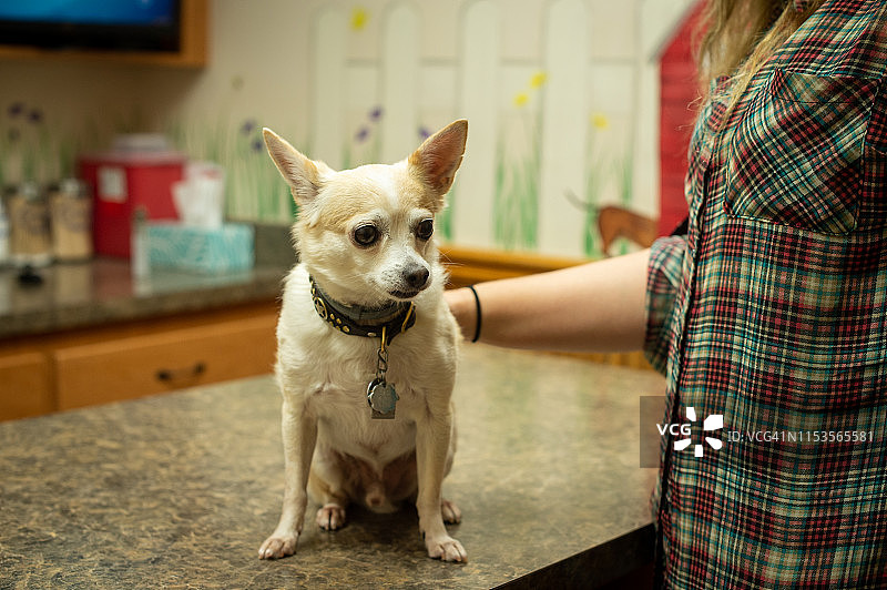 害怕的狗坐在兽医处图片素材