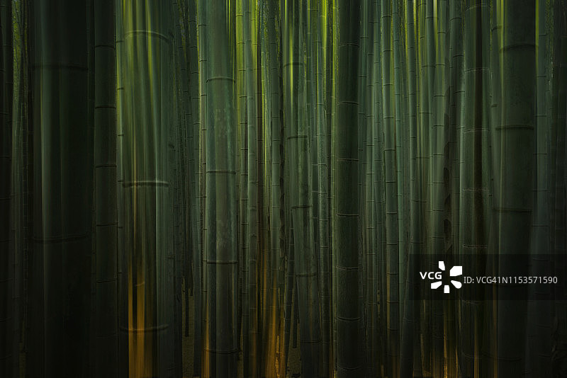 京都岚山竹林图片素材