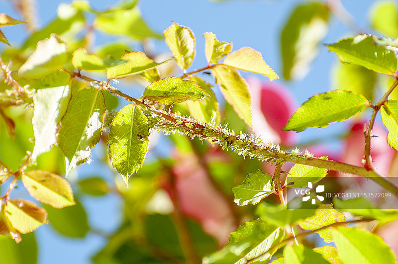 玫瑰上的玫瑰蚜虫图片素材