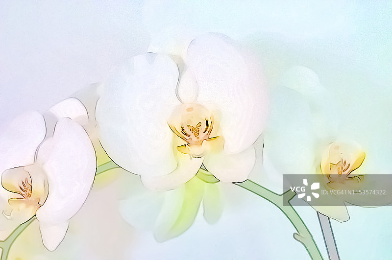 白色背景下的白色蝴蝶兰图片素材