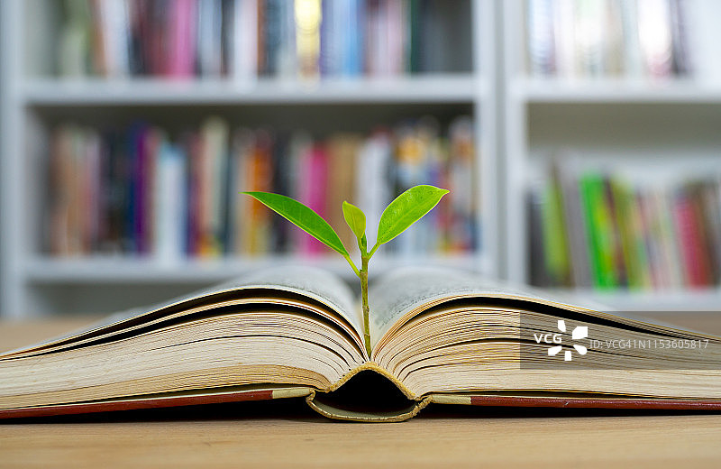 世界哲学日教育概念，知识之树种植在图书馆里打开的旧大书上，书本、成堆的文字档案和学校学习课室里的书架通道图片素材