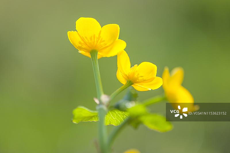 开花的沼泽金盏花图片素材