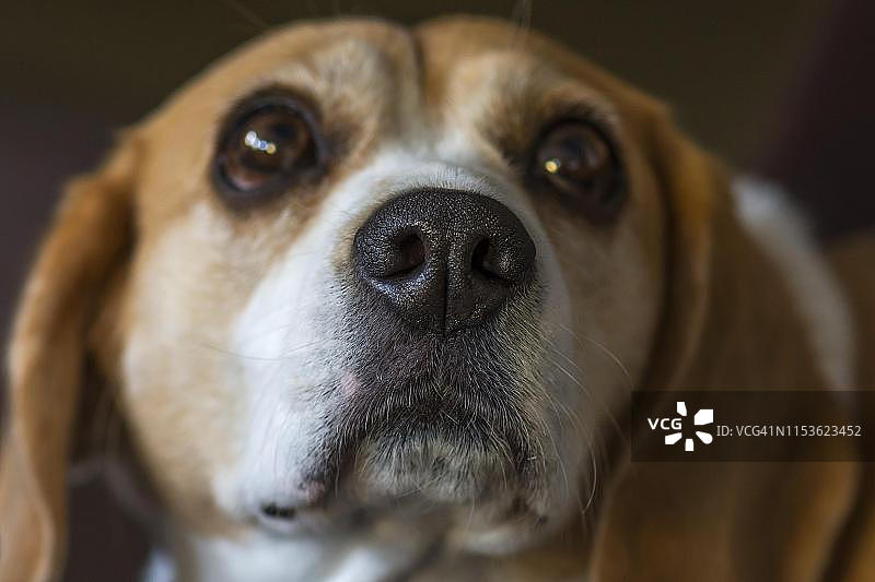 德国小猎犬头部特写，鼻子在前景中图片素材