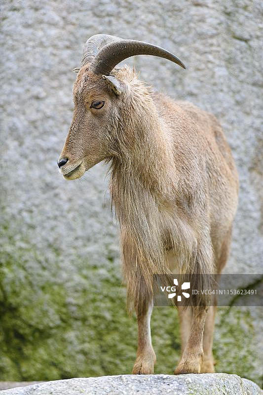 圈养的非洲 Barbary 绵羊（Ammotragus lervia），德国图片素材