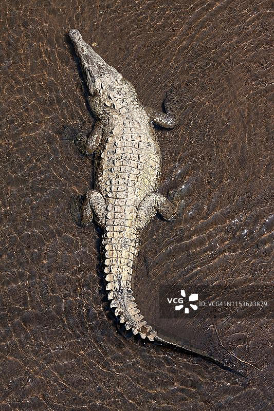 美洲鳄：在水中休息图片素材