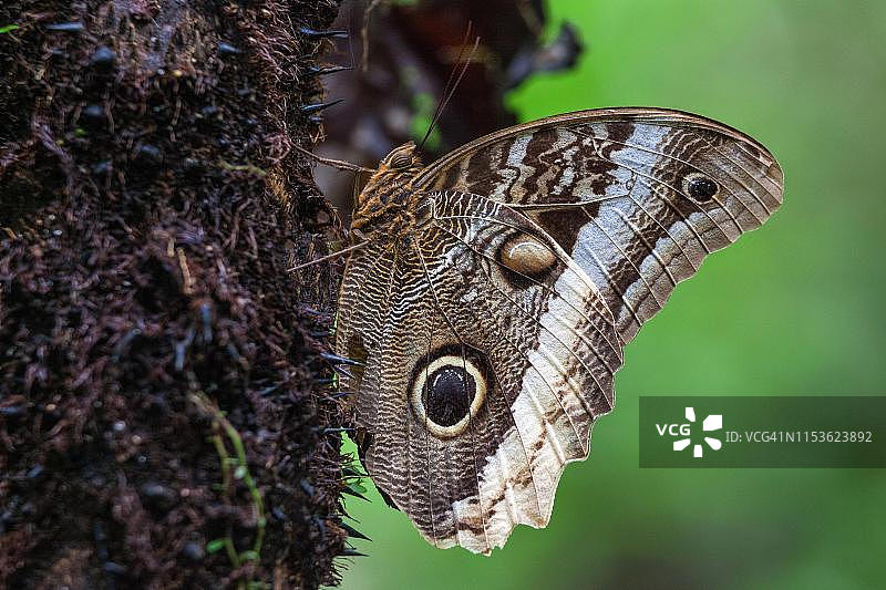 哥斯达黎加阿拉胡埃拉省米斯蒂科阿雷纳尔吊桥公园的香蕉蝴蝶图片素材