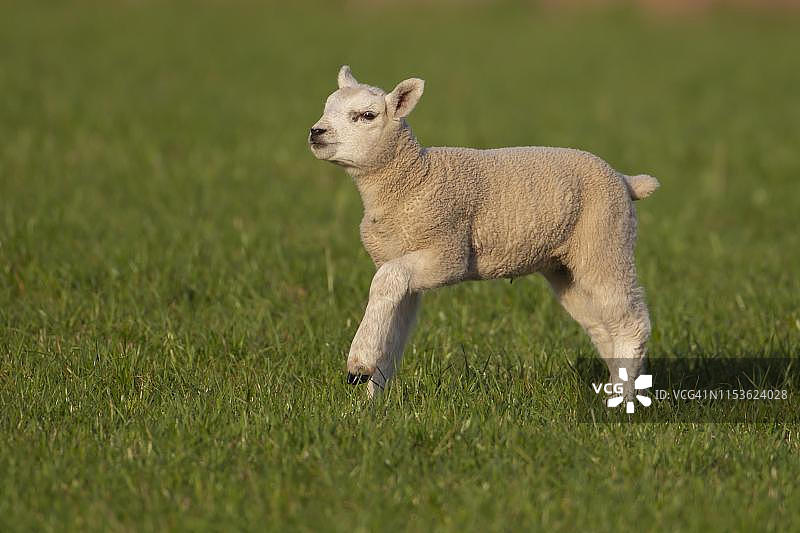 在英国萨福克郡的草地上奔跑的家养羔羊（Ovis aries）图片素材