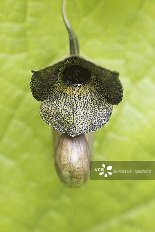 马兜铃花，德国下萨克森州埃姆斯兰图片素材