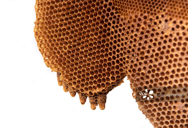 蜂巢特写图片素材
