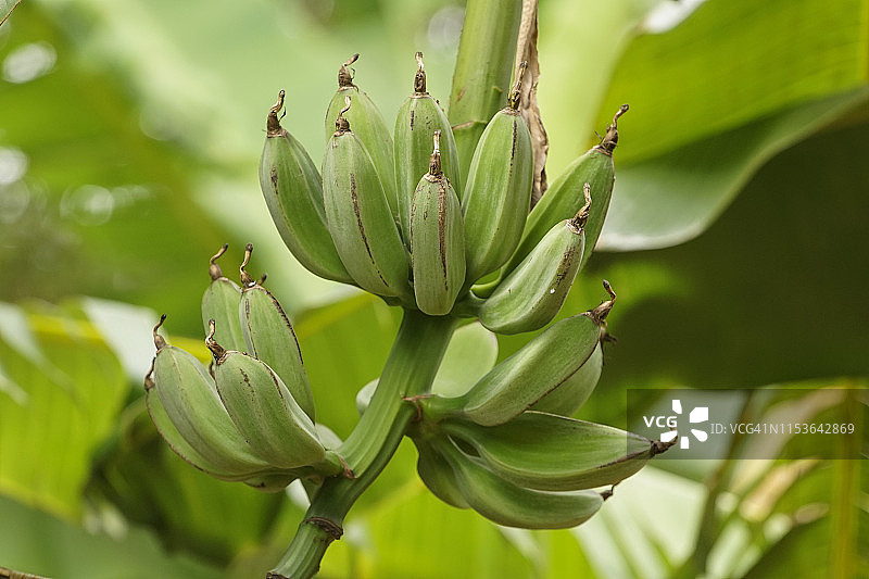 哥斯达黎加森林种植园中的各种香蕉图片素材