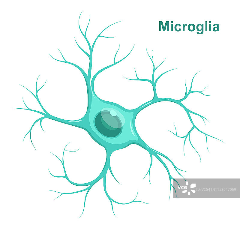 蓝色小胶质细胞矢量插图：神经胶质细胞图片素材