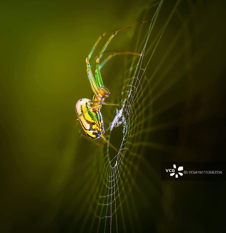 果园蜘蛛图片素材