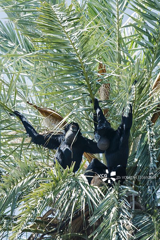 合趾猿图片素材