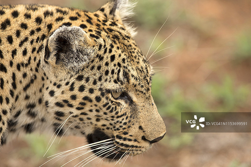 非洲豹（Panthera pardus），位于南非克鲁格国家公园图片素材