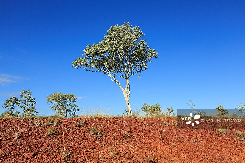 斯图尔特公路旁的桉树，澳大利亚北部地区图片素材