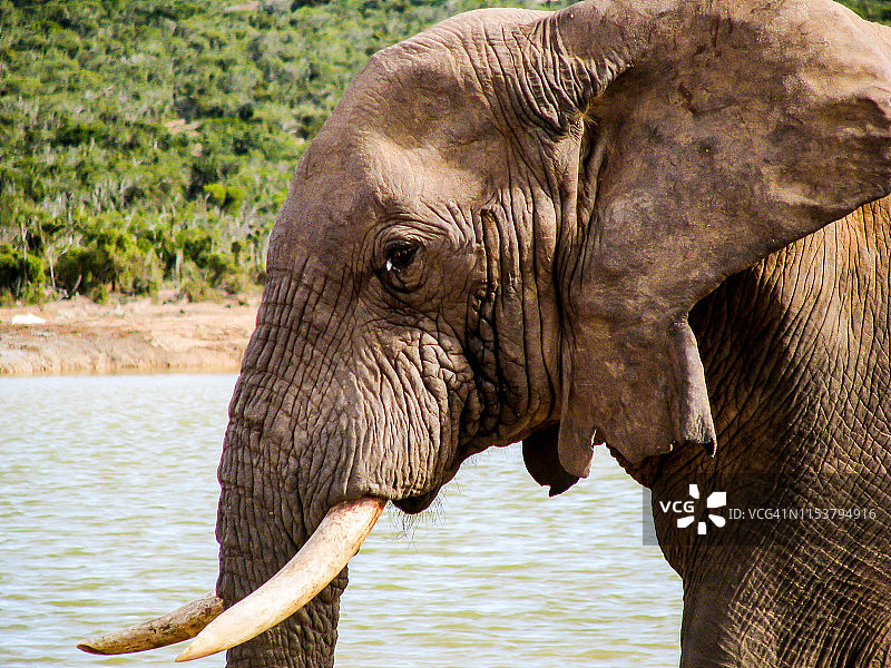 南非的大象图片素材