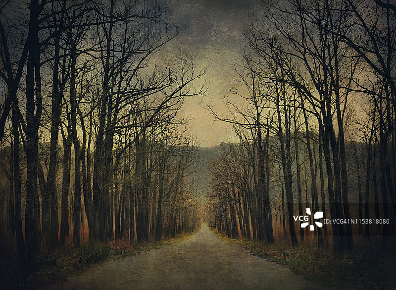 两侧是枯树的乡村公路，冬季景观图片素材