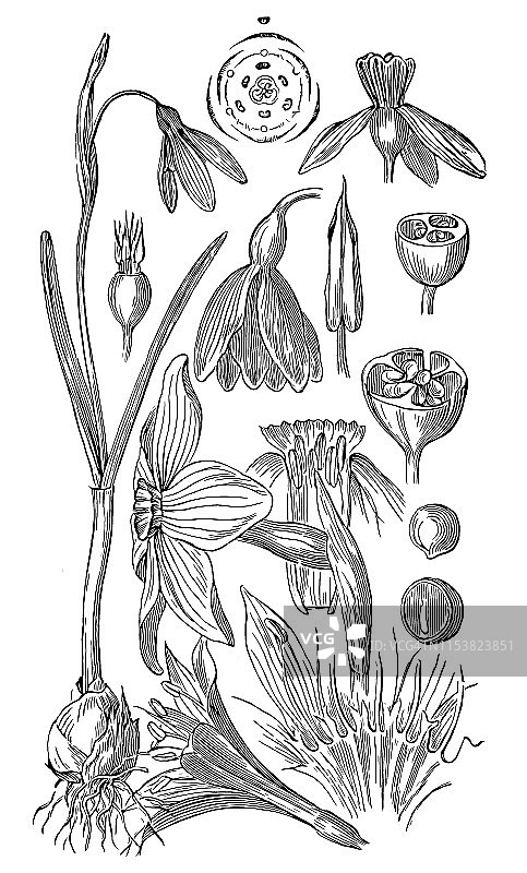 雪滴花图片素材