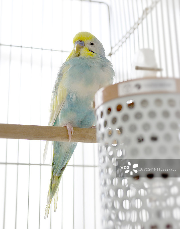 在鸟笼里放松的虎皮鹦鹉图片素材