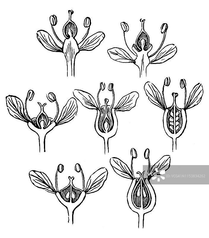 花卉发育图片素材
