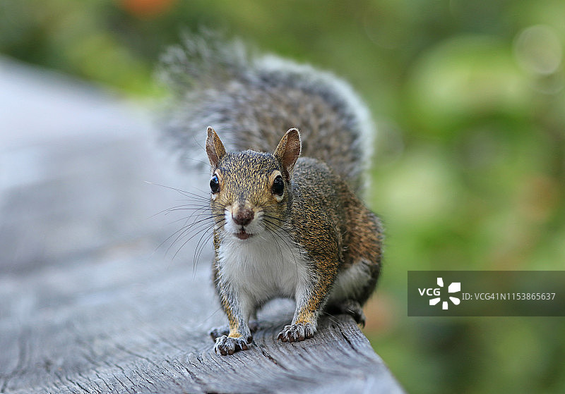 面向镜头的木板路栏杆上的灰色松鼠图片素材